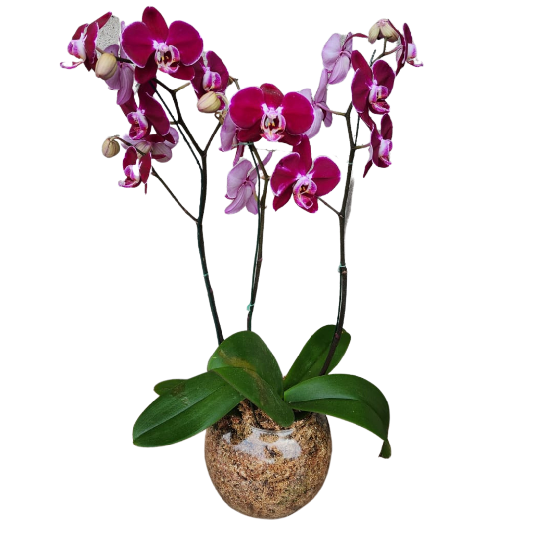 Orquidea phaleanopsis pecera